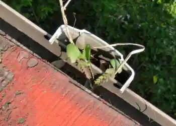 落ち葉の雨樋詰まり