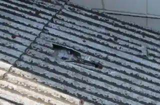 工場スレート屋根の雨漏り修理前、穴あき部分から漏水